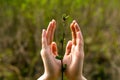 Gentle female hands hug a small plant sprout Royalty Free Stock Photo