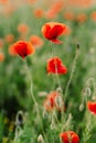 Gentle field poppies of red. Natural background of flowers and grass Royalty Free Stock Photo