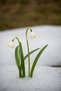 Gentle first flowers in early spring in the melt snow in a forest glade.