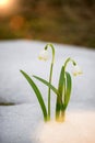 Gentle first flowers in early spring in the melt snow in a forest glade.