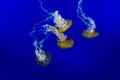 Group of Jellyfish close up Chrysaora fucescens Royalty Free Stock Photo