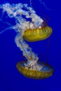 Two Jellyfish close up Chrysaora fucescens Royalty Free Stock Photo