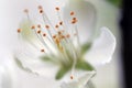 Gentle flower of blossom tree. Sunny spring day