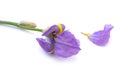 A gentle flower called Iris on a white background