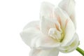 Gentle flower of white and pink amaryllis Royalty Free Stock Photo