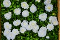 flowers of a daisy please with unusual beauty of blossoming in the first months of spring