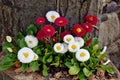 BÃÂ©llis perÃÂ©nnis Daisy flowers