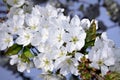 Gentle flowers fruit trees in a spring sunny