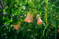 Gentle flowers of a pomegranate tree bush