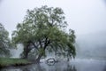 Gentle fog rolls over a Massachusetts pond and brushes the leaves of a large tree leaning towards the water