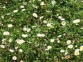 Charming chamomile