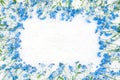 Gentle Frame of blue forget-me-not flowers on white background Royalty Free Stock Photo