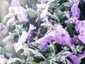 Gentle frozen flowers Royalty Free Stock Photo