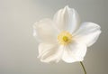 gentle fully opened white tulip close up on neutral background