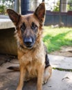 Gentle German Shepherd sitting on the ground