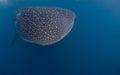 Gentle giant Whale Shark