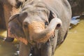 Gentle Giants of the Wild: Asian Elephant Majesty in Captivating Wildlife Photography Sri Lanka