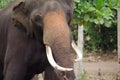 Gentle Giants of the Wild: Asian Elephant Majesty in Captivating Wildlife Photography Sri Lanka