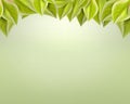 Gentle green leaves on a light background,