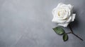 Gentle Harmony: White Rose on Grey Surface with Delicate Interplay