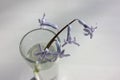 Gentle hyacinth flower in glass on white background. Top view, copy space. Spring still life with purple flowers