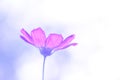 A gentle image of a cosmos flower with beautiful light and shades. Soft focus.