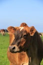 Gentle Jersey Cow