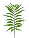 Gentle leaf of palm tree Howea Royalty Free Stock Photo