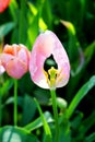 Gentle light pink elegant Spring tulip