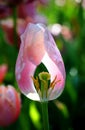 Gentle light pink elegant Spring tulip