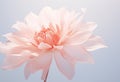 gentle light pink pion close up on neutral background