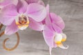 Beautiful gentle orchid flowers on a wooden background.