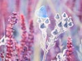 A gentle little bluebird butterfly on sage flowers in a meadow. Artistic tender photo.