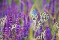 A gentle little bluebird butterfly on sage flowers in a meadow. Artistic tender photo.