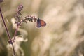 A gentle little bluebird butterfly on sage flowers in a meadow.