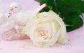 Gentle love blurred background white rose figurines pigeons with selective focus Mother`s Day