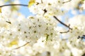 Gentle lush fruit cherry tree