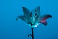 Gentle Madonna lily in studio with bright blue neon illumination