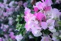 Gentle Magenta Bougainvillea Inflorescence Background