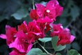 Gentle Magenta Bougainvillea Inflorescence Background