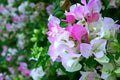 Gentle Magenta Bougainvillea Inflorescence Background