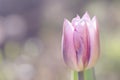 Gentle mauve tulip blured background, copyspace left Royalty Free Stock Photo