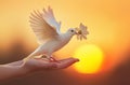 Gentle Messenger: A Serene White Dove Delivers a Flower at Sunset Royalty Free Stock Photo
