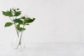 Gentle minimalist bouquet in exquisite transparent vase with white small flowers and green leaves on white shelf.