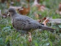 Gentle Morning Dove