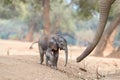 The gentle mother elephant takes care of her baby elephant. A touching photo of a newborn baby elephant next to a giant trunk. Royalty Free Stock Photo