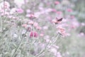 Gentle natural floral background in pastel pink purple colors with soft focus. Beautiful summer meadow with flowers Royalty Free Stock Photo