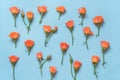 Gentle orange roses arranged on blue background. Top view. Floral pattern. Royalty Free Stock Photo