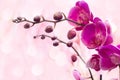 Gentle pastel background with a branch of pink orchid Royalty Free Stock Photo