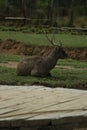 Gentle Pause: A Deer's Peaceful Rest